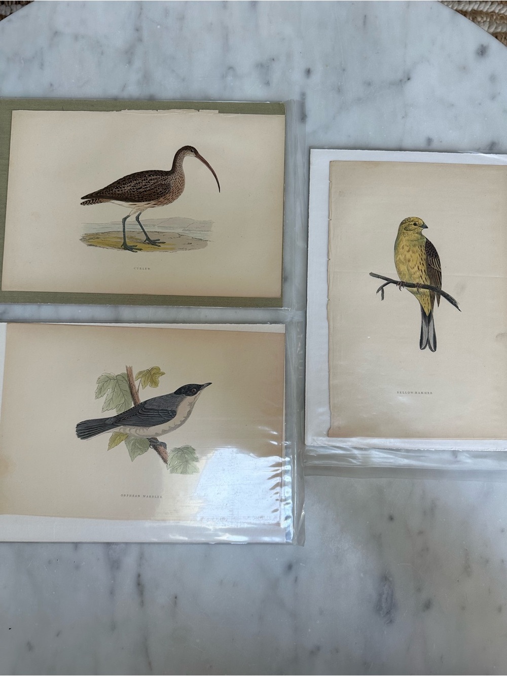 1800s Jardines Natural History Birds Chromolithograph Prints
